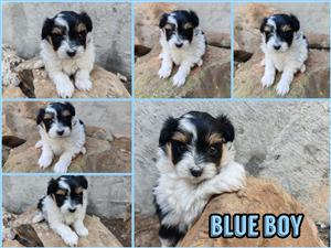 Morkie cross Papillon male puppies available.