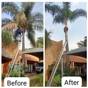 Palm cleaner 