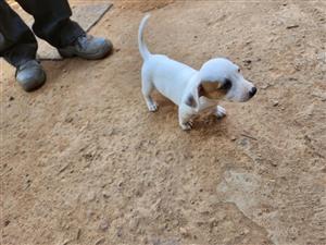Jack Russell puppies 7weeks old 1xMale and 2x Female 