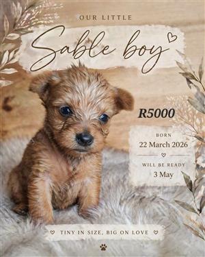Sable Yorkie Boy