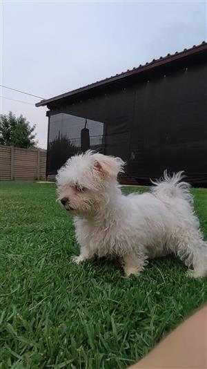 White and Beige pure bred Maltese puppies for sale 