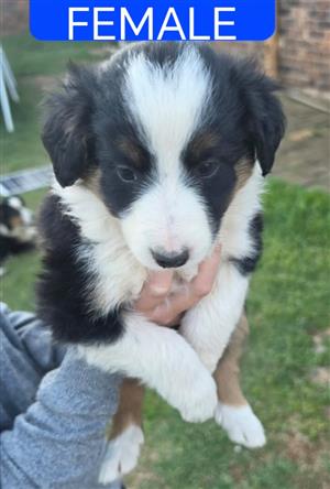 Border Collie puppies available 