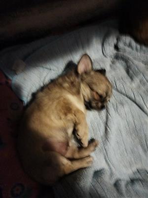 Chihuahua puppies for sale