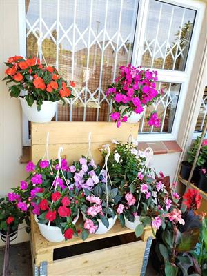 Sensational Sunpatiens Hanging Basket Bouquets