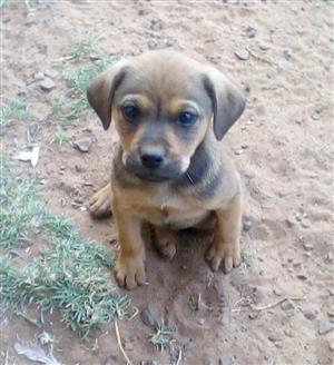 Small Mixed Breed Puppy Goldenacresdogs Small Mixed Breed Puppy
