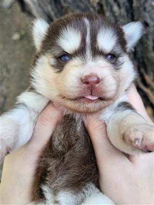 Pomsky puppies