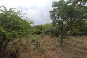 Seize the Opportunity: Prime Stand for Sale in Koro Creek Bushveld Golf Estate!