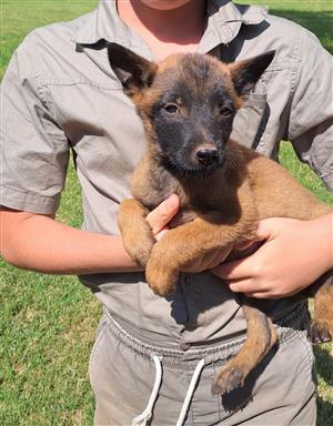 Belgian Malinois Puppies for sale