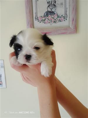 Pekenise puppies