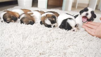 Cute Shih tzu puppies