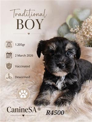 Traditional Yorkie Boy