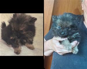 Toy Pom / Pomeranian