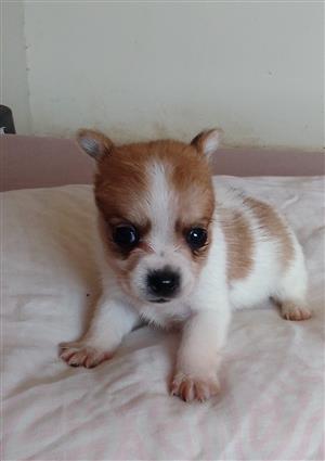 Pomeranian x miniature pinscher Puppy 
