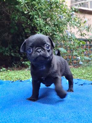 Pure Bred Pug Puppies