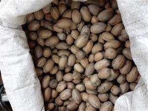 Pecan nuts for sale