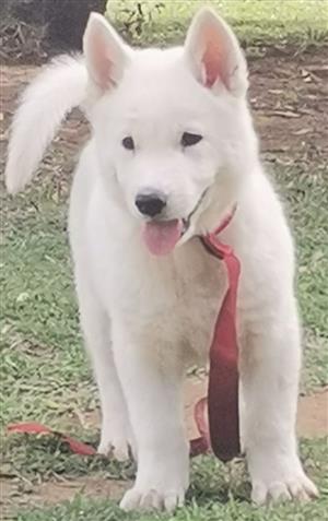 1x MALE HUSKY PUP IN KLERKSDORP AREA