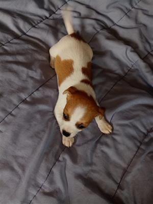 Jack Russell puppies