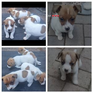 Jack russell puppies for sale best sale in amanzimtoti