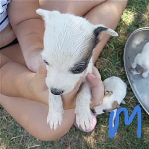 Italian Greyhound mix Jack Russell puppies 