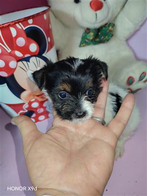 Yorkie puppys 