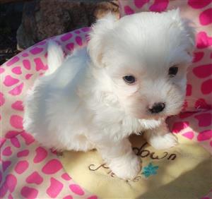 Beautiful miniature maltese puppies available