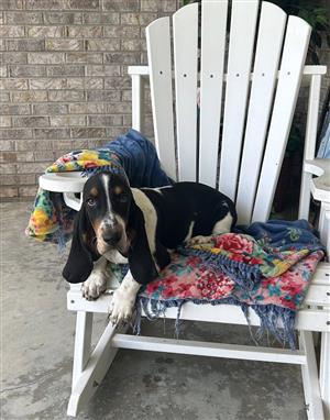 Basset Hound puppies for sale