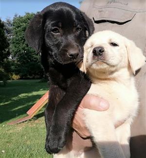 Beautiful Labrador Puppies