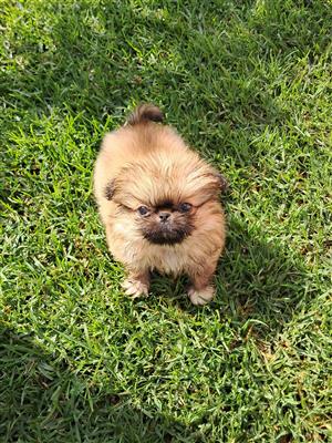 Pekingese puppy