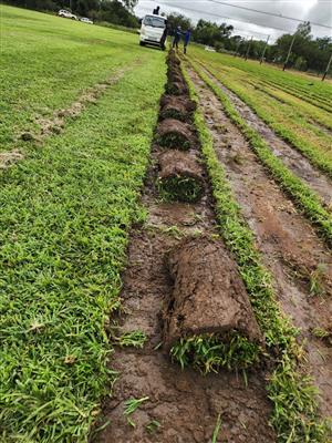 LM Grass