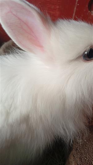 Jersey Wooly Rabbits for sale