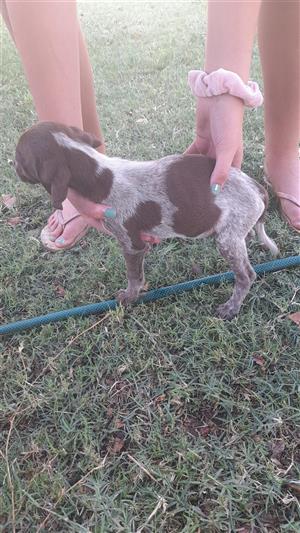 Gsp puppies for sale 