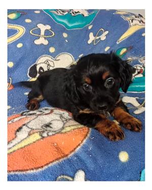 Morkie puppies