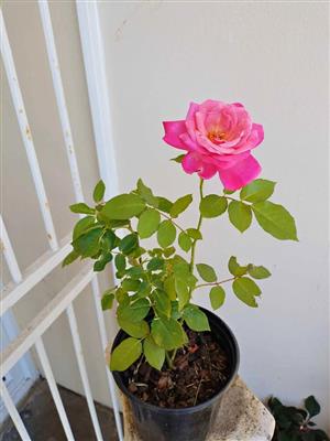 Beautiful, Fragrant Two-tone Pink Hybrid Rose