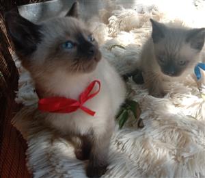 Stunning Ragdoll Siamese kittens