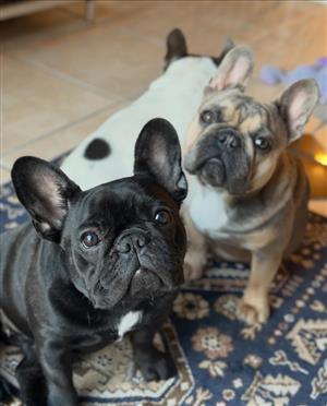 French Bulldog Puppies