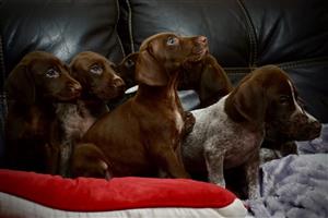 German Shorthaired Pointer Puppies for sale 