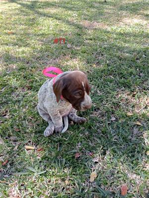 Germain Shorthaired Pointer pups for sale