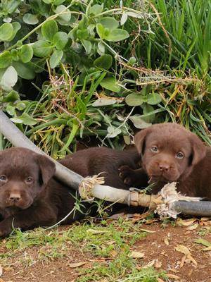 Chocolate Labrador puppies 
