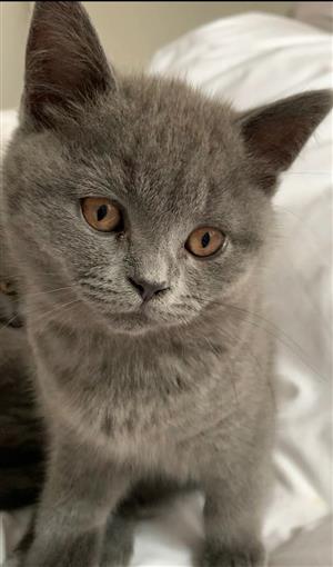 british shorthair kittens
