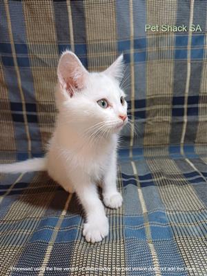 Red poin Siamese kitten R650