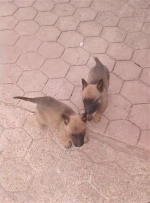 Belgian Malinois puppies