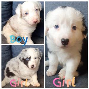 Australian shepherd puppies for sale