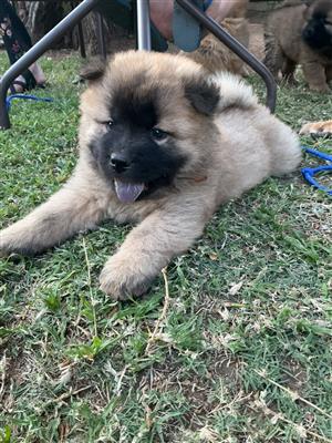 Chow puppies 