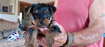 6 week old male yorkies available