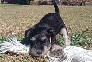 Miniature schnauzer puppies