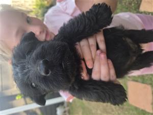 Scottish terrier puppies
