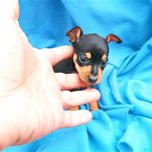 Miniature Pinscher Puppies 