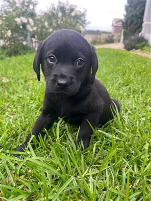 Purebred Black Labrador puppies 