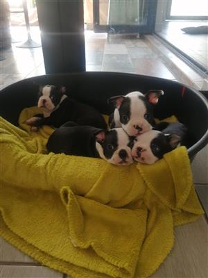 Boston terrier Puppies for sale 