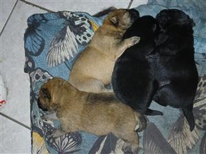 Chow Chow pups